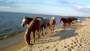 Превью обои лошади, берег, море, песок, табун