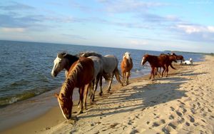 Превью обои лошади, берег, море, песок, табун
