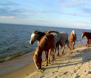 Превью обои лошади, берег, море, песок, табун