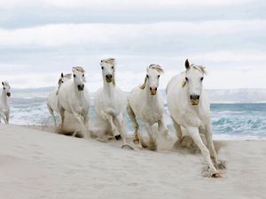 Превью обои лошади, берег, песок, табун
