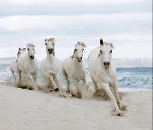 Превью обои лошади, берег, песок, табун