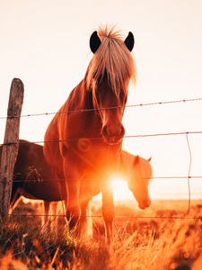 Превью обои лошади, блики, трава, забор