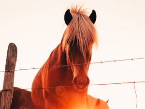 Превью обои лошади, блики, трава, забор