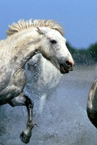 Превью обои лошади, брызги, вода, прогулка, пара