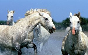 Превью обои лошади, брызги, вода, прогулка, пара