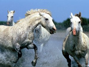 Превью обои лошади, брызги, вода, прогулка, пара