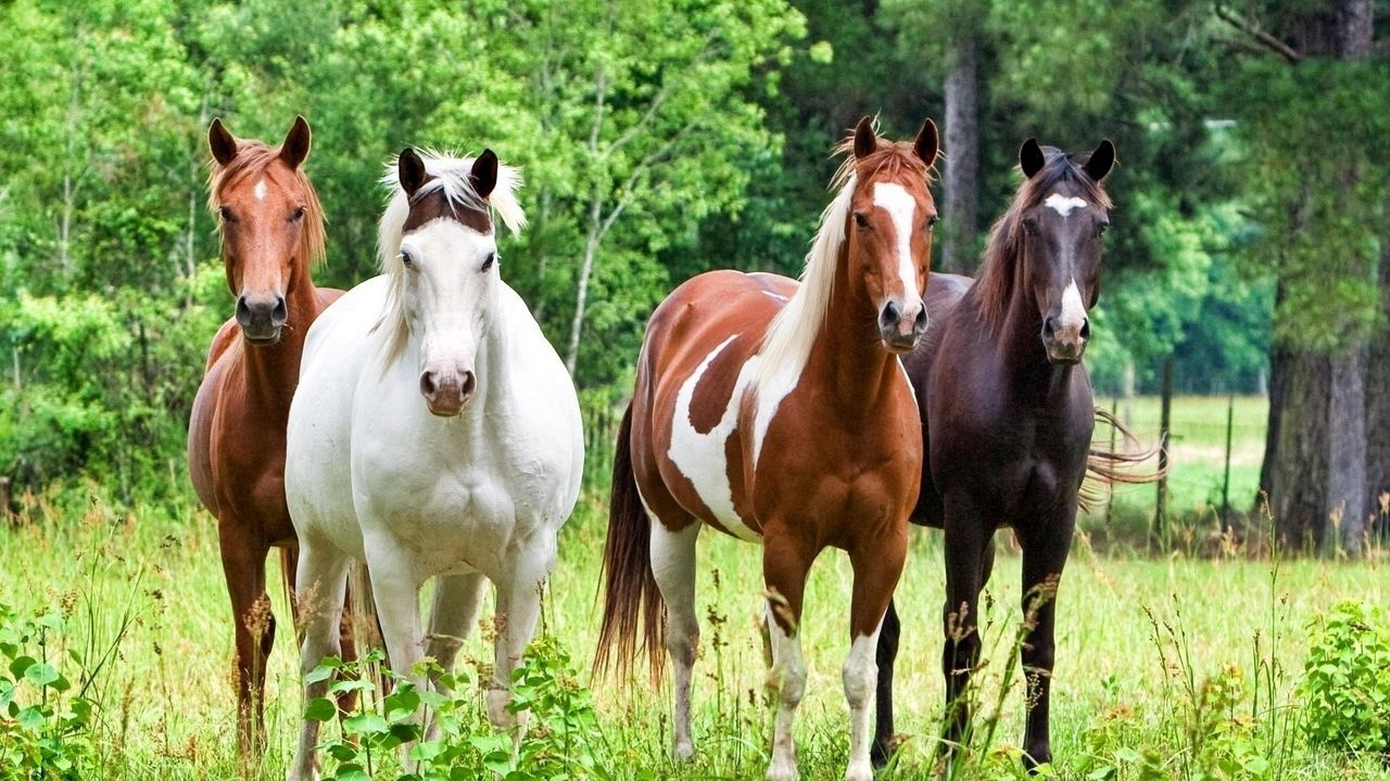 Обои лошади, кони, табун, трава, окрас