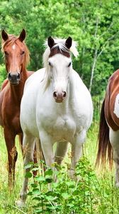 Превью обои лошади, кони, табун, трава, окрас
