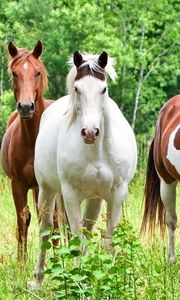Превью обои лошади, кони, табун, трава, окрас