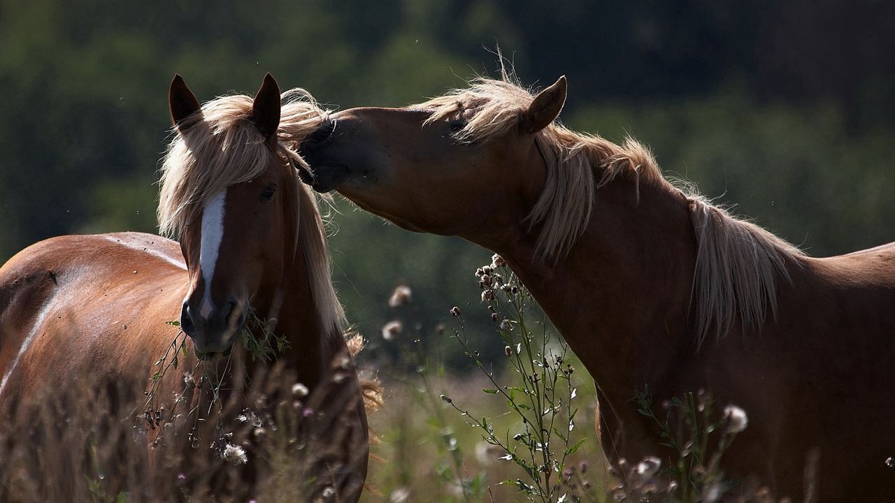 Обои лошади, кони, забота, пара, поле, трава, нежность, тень