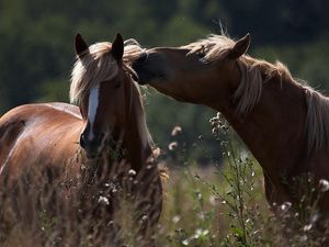 Превью обои лошади, кони, забота, пара, поле, трава, нежность, тень