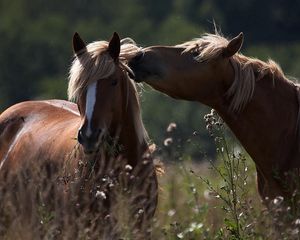 Превью обои лошади, кони, забота, пара, поле, трава, нежность, тень