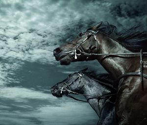Превью обои лошади, небо, темный, скорость