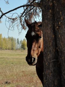 Превью обои лошади, пара, дерево, голова