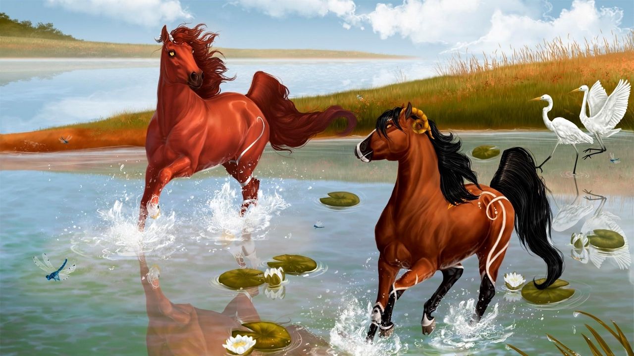 Обои лошади, пара, игра, вода, брызги, пруд, цапли
