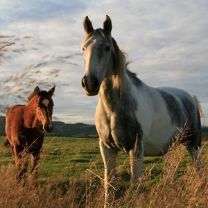 Превью обои лошади, пара, поле, трава