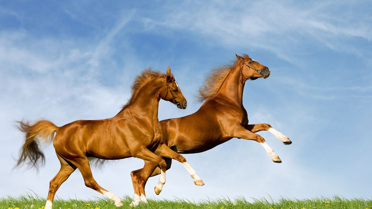 Обои лошади, пара, природа, прыжок, лето
