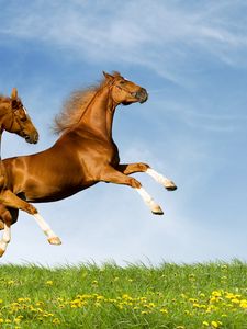 Превью обои лошади, пара, природа, прыжок, лето
