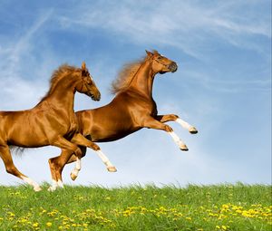 Превью обои лошади, пара, природа, прыжок, лето