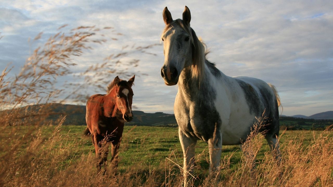 Обои лошади, пара, трава, прогулка