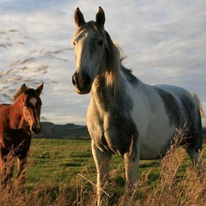Превью обои лошади, пара, трава, прогулка