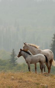 Превью обои лошади, пара, трава, даль, стоять