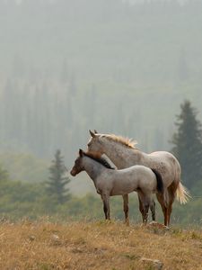 Превью обои лошади, пара, трава, даль, стоять