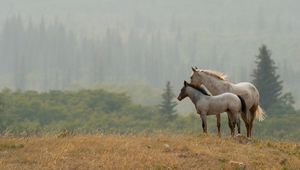 Превью обои лошади, пара, трава, даль, стоять