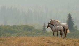 Превью обои лошади, пара, трава, даль, стоять