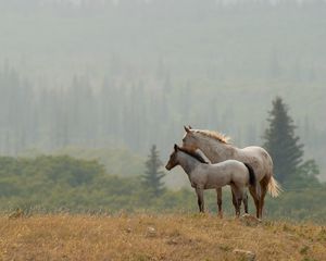 Превью обои лошади, пара, трава, даль, стоять