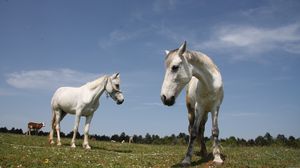 Превью обои лошади, пара, трава, прогулка, красивые