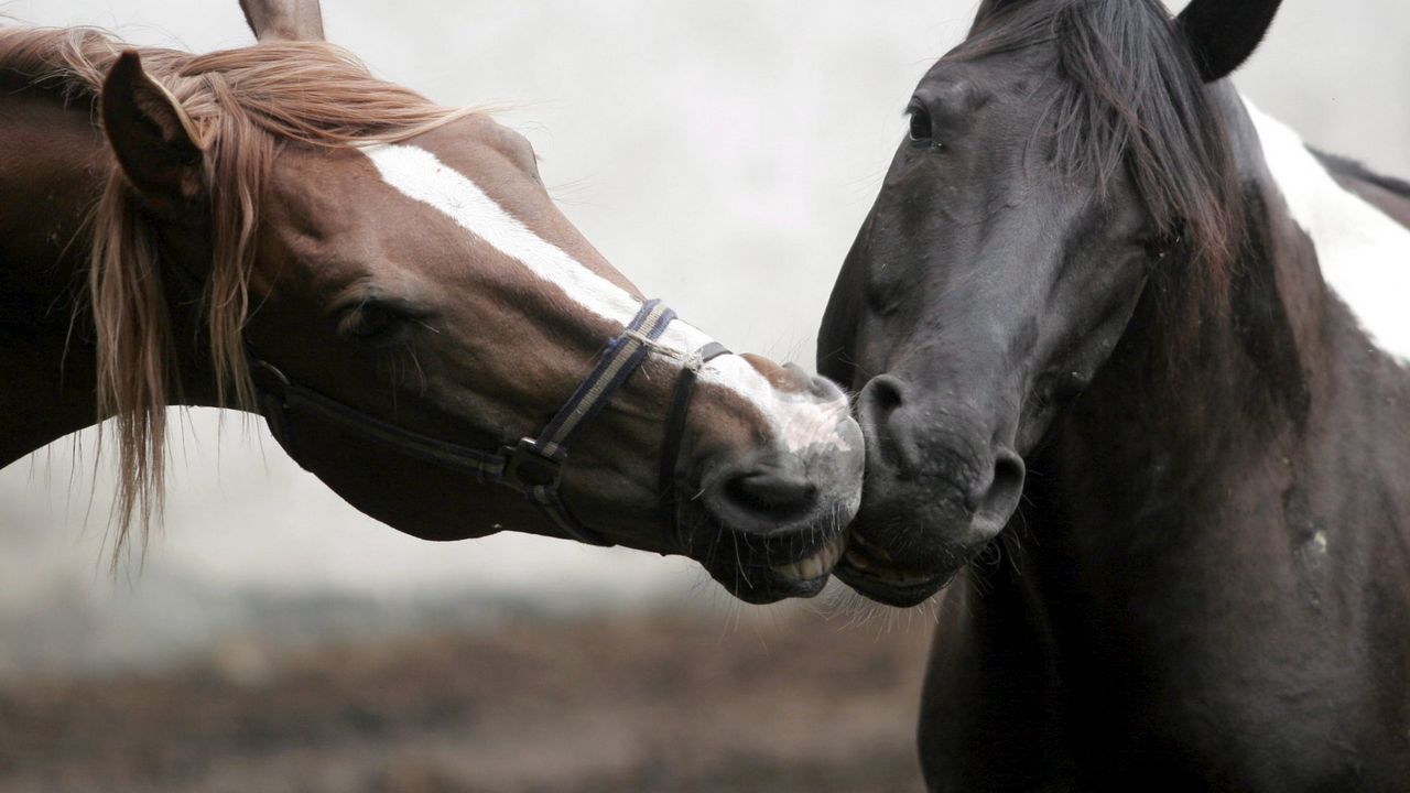 Обои лошади, пара, забота, нежность, поцелуй, голова, грива