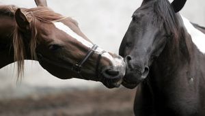 Превью обои лошади, пара, забота, нежность, поцелуй, голова, грива