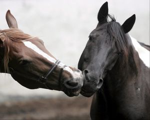 Превью обои лошади, пара, забота, нежность, поцелуй, голова, грива