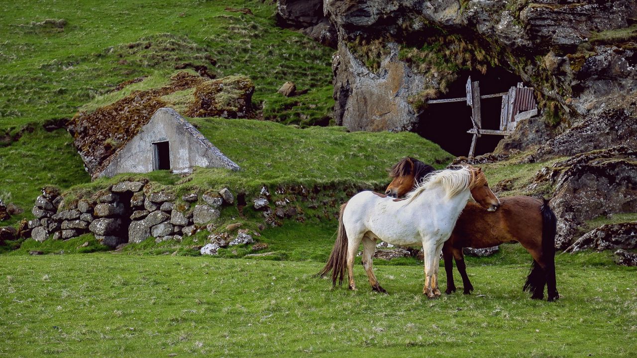 Обои лошади, пастбище, ферма, трава, строение