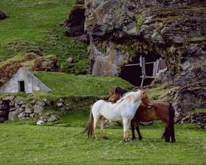 Превью обои лошади, пастбище, ферма, трава, строение