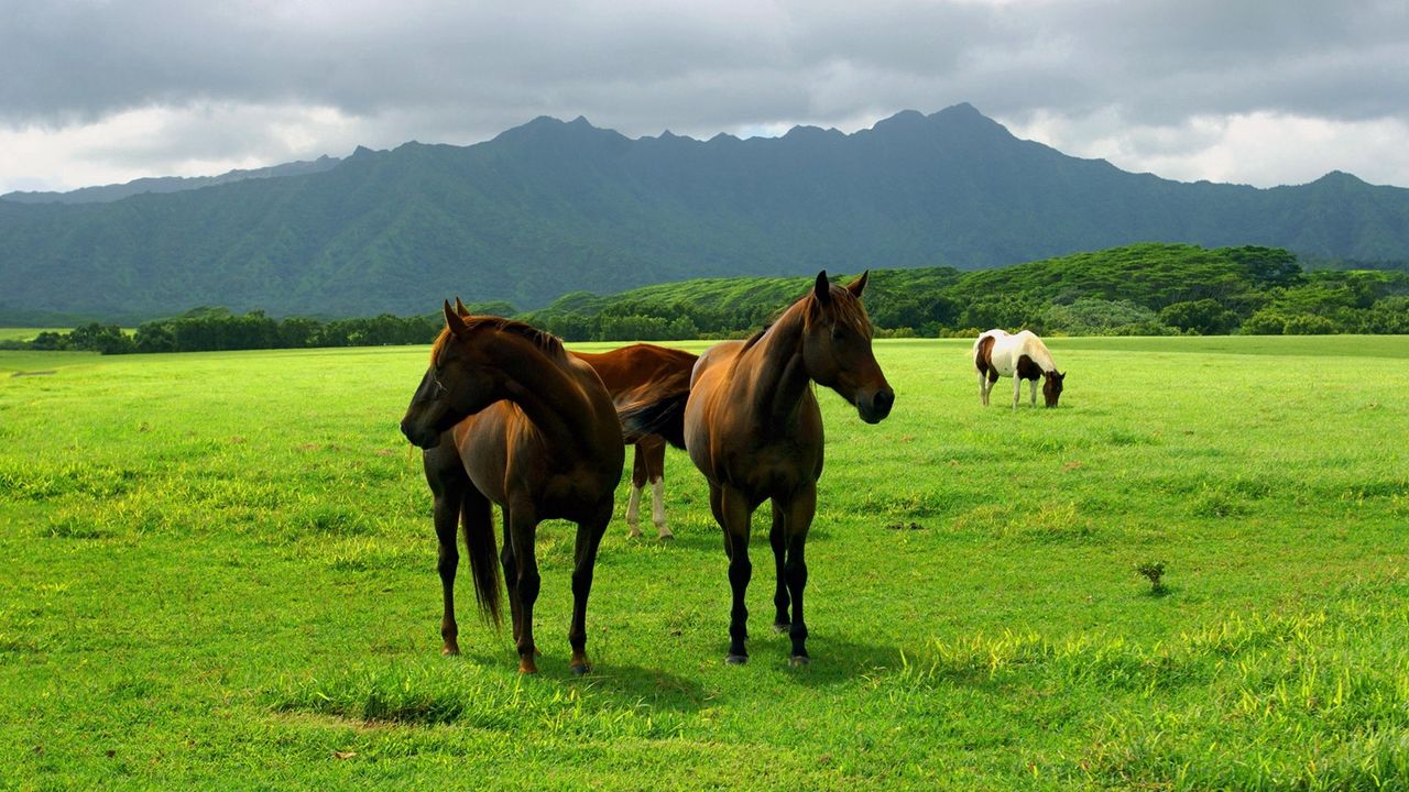 Обои лошади, пастбище, трава, луг, прогулка