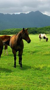 Превью обои лошади, пастбище, трава, луг, прогулка