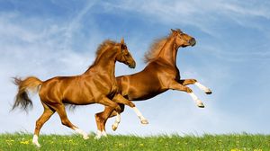 Превью обои лошади, поле, трава, скакать