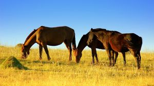 Превью обои лошади, поле, трава, прогулка, еда