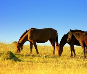 Превью обои лошади, поле, трава, прогулка, еда