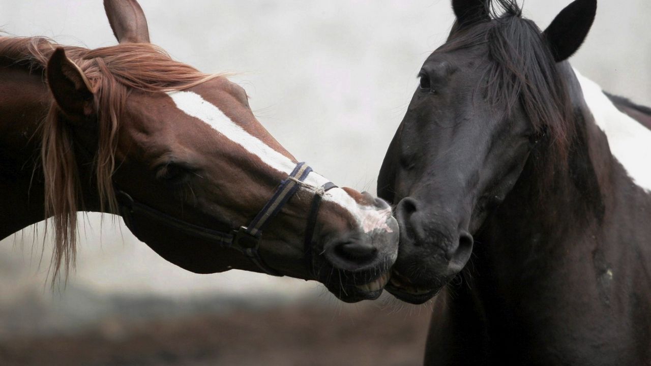 Обои лошади, поцелуй, пара, разные, расцветка