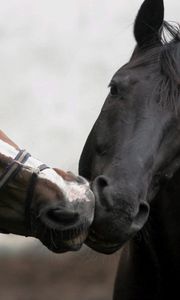 Превью обои лошади, поцелуй, пара, разные, расцветка