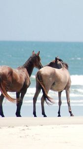 Превью обои лошади, прогулка, берег, песок, море