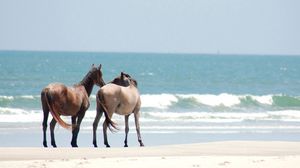 Превью обои лошади, прогулка, берег, песок, море