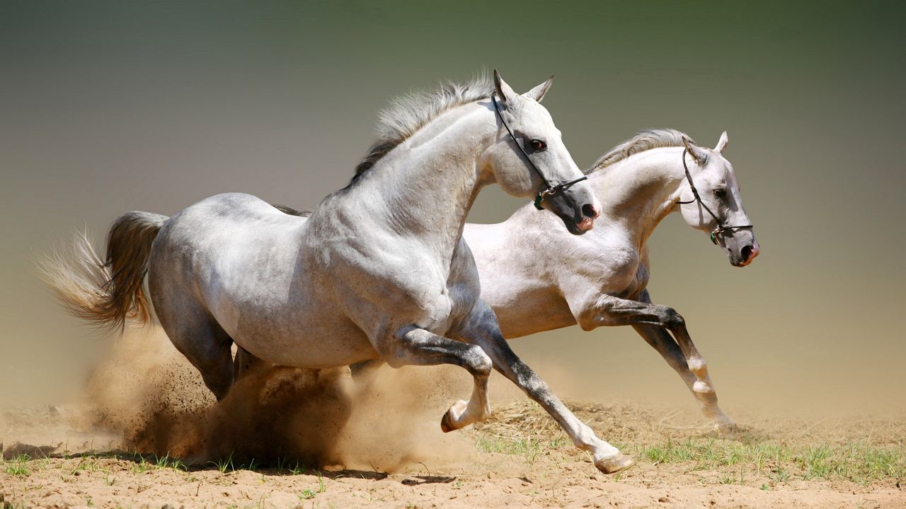 Обои лошади, пыль, прыжки, пара