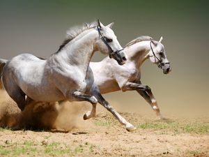 Превью обои лошади, пыль, прыжки, пара