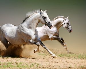 Превью обои лошади, пыль, прыжки, пара