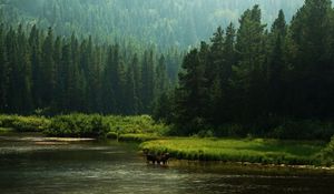 Превью обои лошади, река, берег, лес, природа