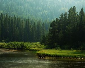 Превью обои лошади, река, берег, лес, природа